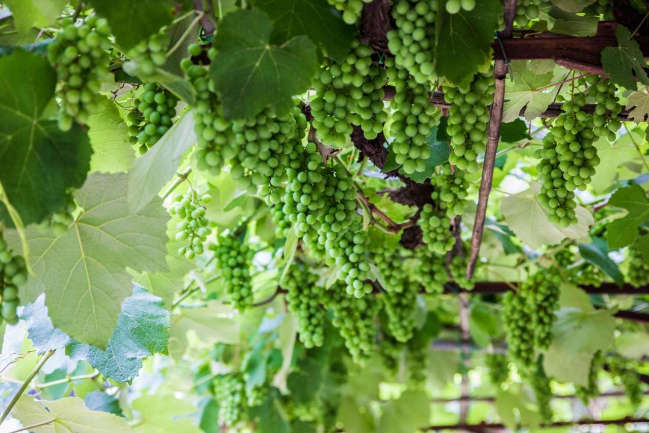 Podere Le Chiuse Сована Екстер'єр фото